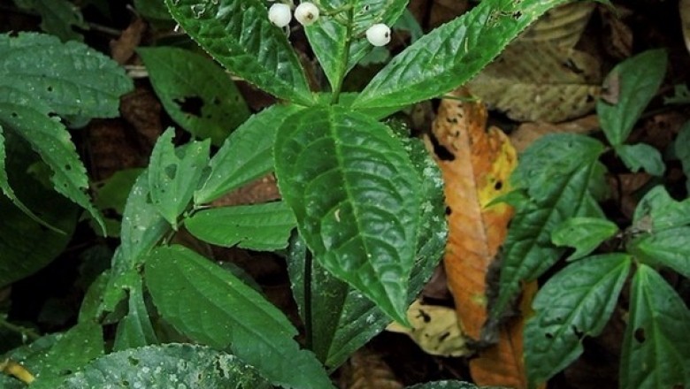 Cây Sói đứng. Chloranthus erectus - Cây Thuốc Nam Quanh Ta